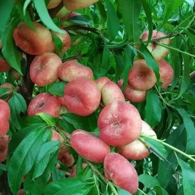 Нектарин КОНЦЕТТИНА в Жодино