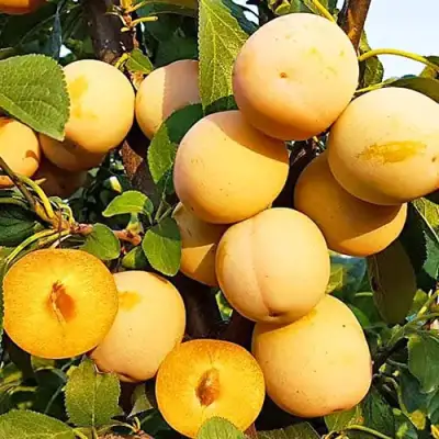 Слива РЕНКЛОД ранний в Жодино