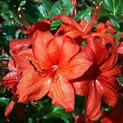 Азалия ДОЛОРОСО листопадная в Жодино