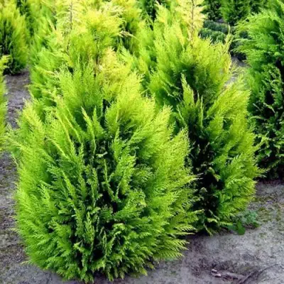 Кипарисовик ИВОНЕ лавсана в Жодино