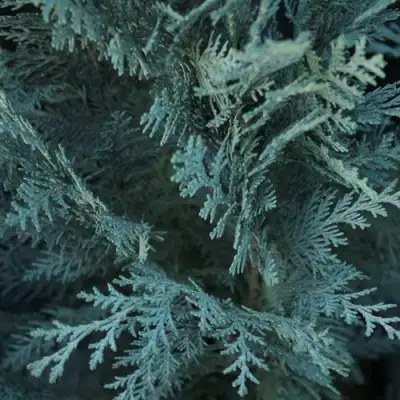 Кипарисовик ВАН ПЕЛЬТС БЛЮ лавсона в Жодино