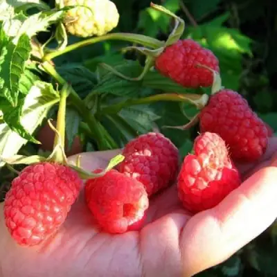 Малина ГОРДОСТЬ РОССИИ в Жодино