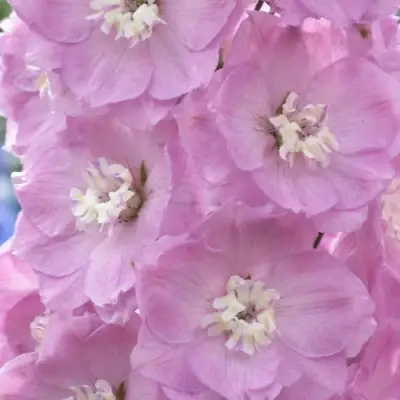 Дельфиниум ПЕТТИКОУТ гибридный в Жодино