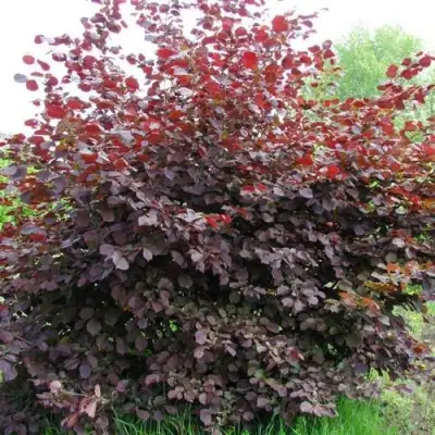 Фундук СИРЕНА в Жодино