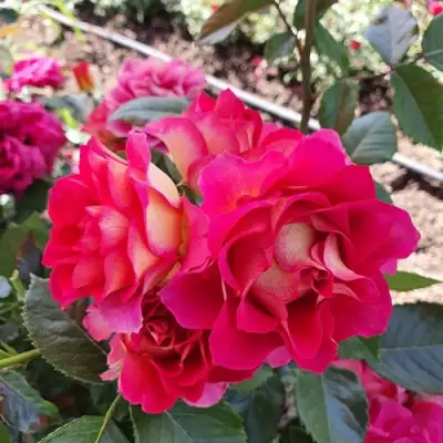 Роза БРЕРА флорибунда в Жодино