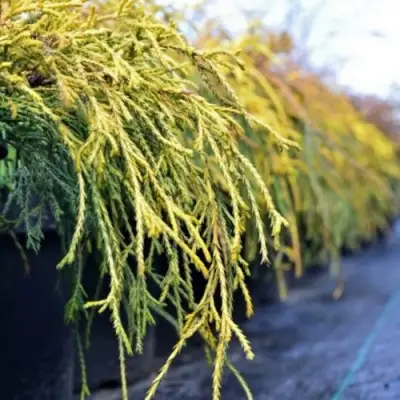 Кипарисовик ВАВЕЛ горохоплодный в Жодино