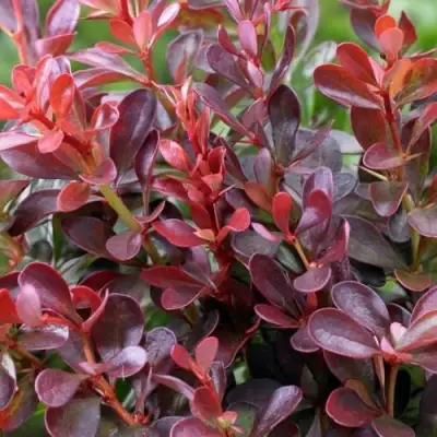 Барбарис АТРОПУРПУРЕА НАНА тунберга в Жодино