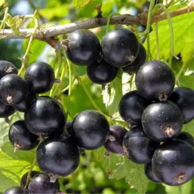 Смородина черная ОРЛОВСКИЙ ВАЛЬС в Жодино