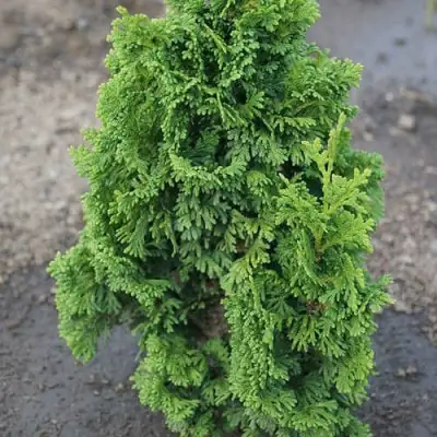 Туя ЗМАТЛИК западная в Жодино