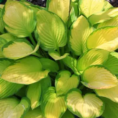 Хоста ГОЛД СТАНДАРТ Форчуна в Жодино