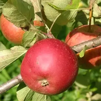 Яблоня ПОСПЕХ в Жодино