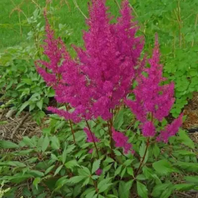 Астильба ЭЛИЗАБЕТ ВАН ВИН японская в Жодино