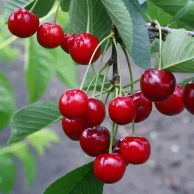 Вишня ЗАРАНКА в Жодино