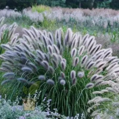 Пеннисетум БЛЭК БЬЮТИ в Жодино