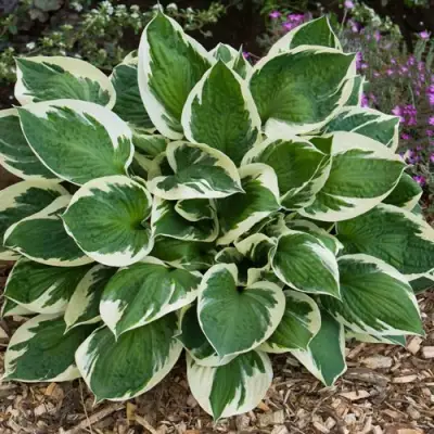 Хоста КАРИН гибридная в Жодино