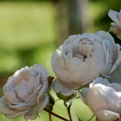 Роза ГРИЗЕЛИС шраб в Жодино