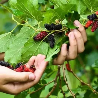 Шелковица ГАЛИЦИЯ в Жодино