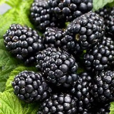 Ежевика БЖЕЗИНА бесшипная  в Жодино