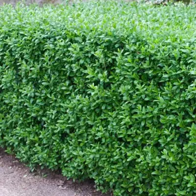 Бирючина обыкновенная АТРОВИРЕНС в Жодино