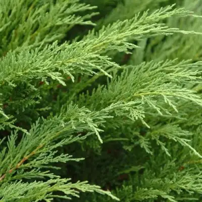 Можжевельник ТАМАРИСЦИФОЛИЯ казацкий  в Жодино