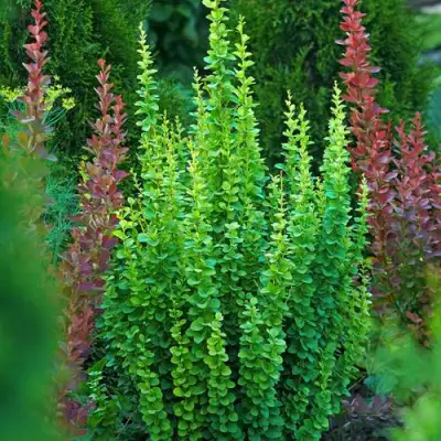 Барбарис ЭРЕКТА тунберга в Жодино