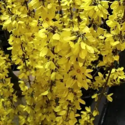 Форзиция ГОЛДРАУШ в Жодино