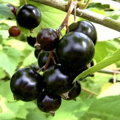 Смородина чёрная ШАРОВИДНАЯ в Жодино