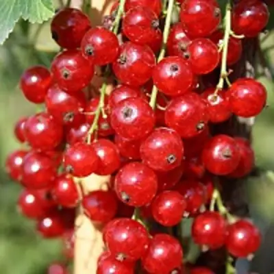 Смородина красная РОНДОМ в Жодино