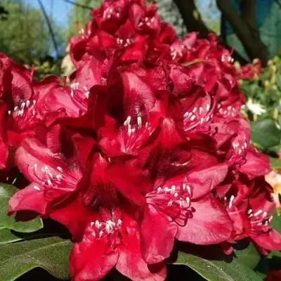 Рододендрон МАТАДОР в Жодино