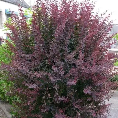 Барбарис АТРОПУРПУРЕА тунберга в Жодино
