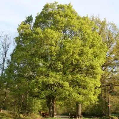 Клен полевой в Жодино