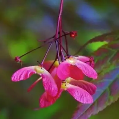 Клен пальмолистный в Жодино