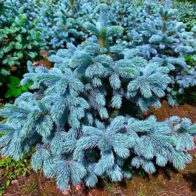 Ель СУПЕР БЛЮ СИДЛИНГ колючая в Жодино