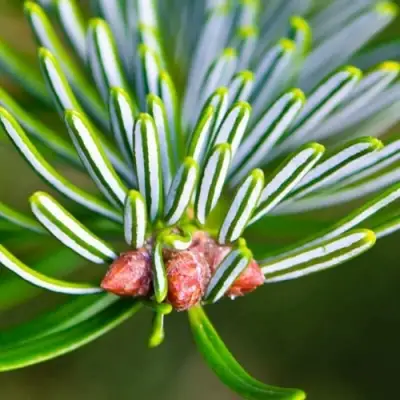 Пихта белая в Жодино