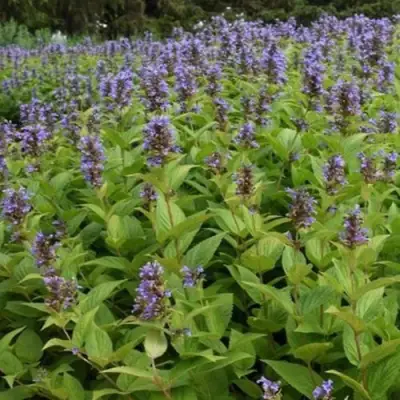 Котовник БЛЮ ДРИМС полусидячий в Жодино