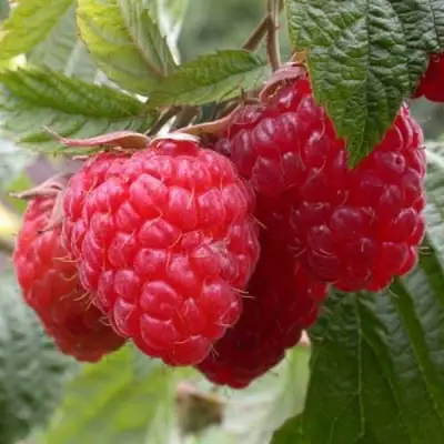 Малина ГЕРАКЛ в Жодино