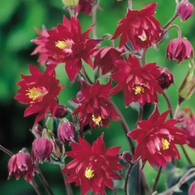 Аквилегия РУБИ ПОРТ обыкновенная в Жодино