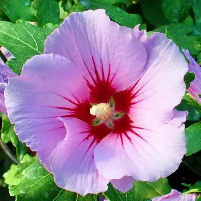 Гибискус ПИНК ФЛИРТ сирийский в Жодино