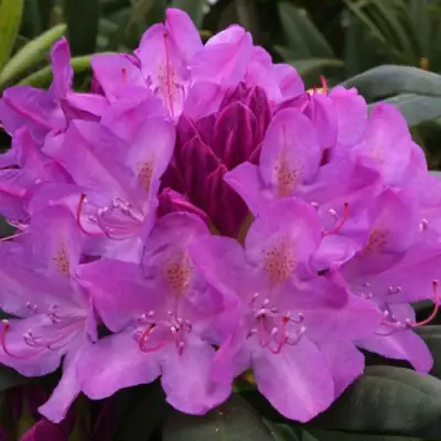 Рододендрон РОЗЕУМ ЭЛЕГАНС в Жодино