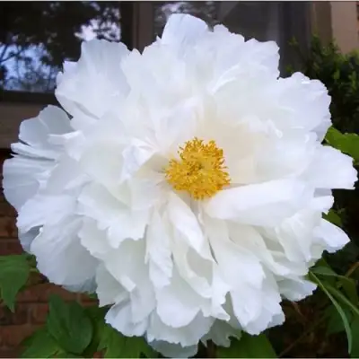 Пион БЕЛЫЙ НЕФРИТ древовидный в Жодино