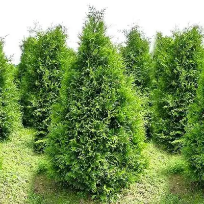 Туя БРАБАНТ западная в Жодино