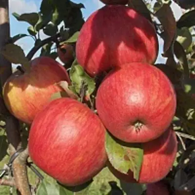 Яблоня ПЕРСИКОВАЯ в Жодино