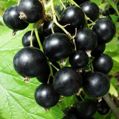 Смородина чёрная ЭКЗОТИКА в Жодино