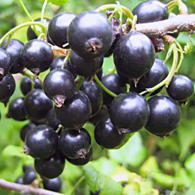 Смородина черная МОНИСТО в Жодино