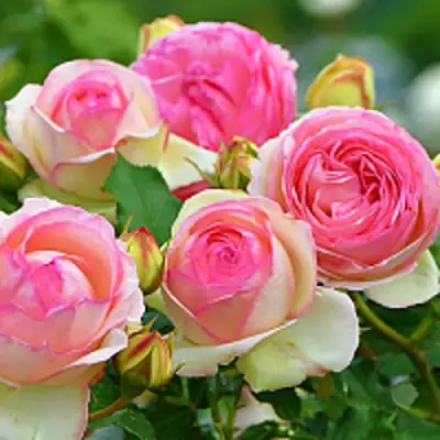 Роза ПЬЕР ДЕ РОНСАР плетистая в Жодино