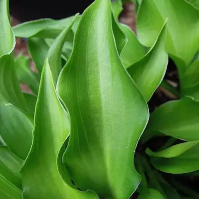 Хоста ГАРРИ ВАН ТРИЕР в Жодино