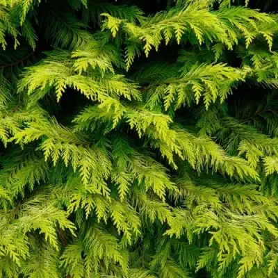 Кипарисовик ГОЛДЕН ВОНДЕР лавсона в Жодино