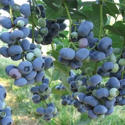 Голубика ЛИБЕРТИ в Жодино