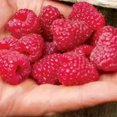 Малина ДЖОАН ДЖИ (ДЖОАН ДЖЕЙ) в Жодино