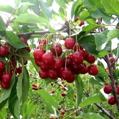 Вишня ТУРГЕНЕВКА в Жодино